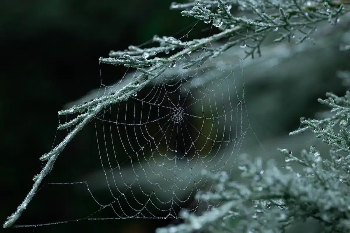 hébergeur web